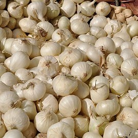 Onion Seeds - Eclipse L303-1 g Packet ~300 Seeds - Allium cepa - Farm & Garden Vegetable Seeds - Non-GMO, Heirloom, Open Pollinated, Annual
