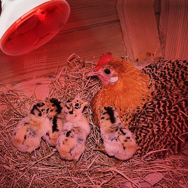 Lucky Farm Heat Lamp Infrared Bulbs 2pcs 250W for Chicken