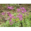 Chill Hill Farms Florida Ironweed | 25 Seeds | Vernonia
