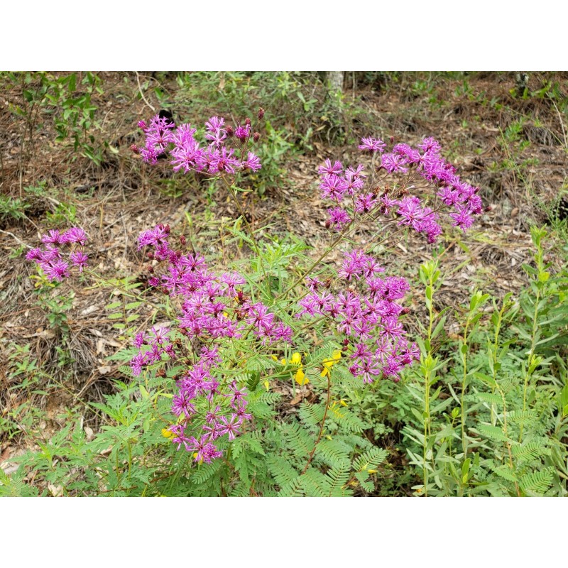 Chill Hill Farms Florida Ironweed | 25 Seeds | Vernonia