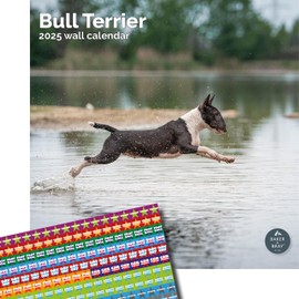 Baker and Bray Bull Terrier Calendar 2025, Large Square Wall Calendar with Organisational Stickers, 16 Month, Bull Terrier Gift Dog Calendar.