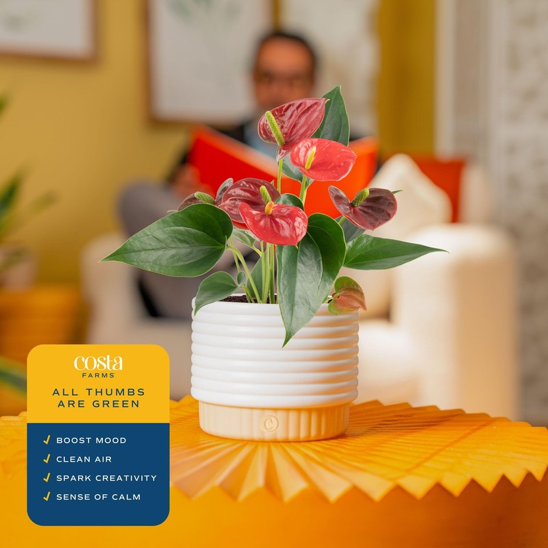 Costa Farms Anthurium, Flamingo Flower Live Plant in Decorative Pot,