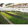 Japanese Boxwood - 10 Live Plants - Buxus Fast Growing