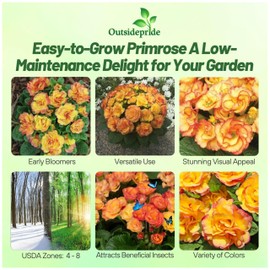Outsidepride Primlet Sunrise Common Primrose Seeds - 20 Pcs Annual, Hardy, Easy to Grow & Low Maintenance Flower Seeds for Planting Vibrant Soft Blooms, for Containers, Borders & Erosion Control