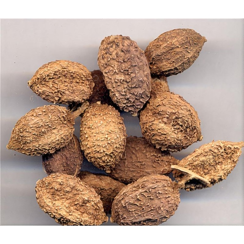 Dried Villous Amomum Fruit - Traditional Chinese Natural Herbal Tea