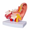 MKDental Human Ear Joint Simulation Model Medical Anatomy PVC Plastic