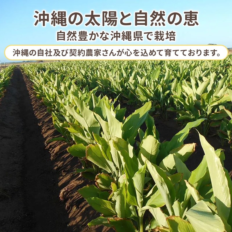 NICHIGA(ニチガ) 沖縄県産 紫ウコン 粒 150ｇ 約750粒 栽培期間中農薬不使用 ガジュツ ミネラル豊富 約75日分