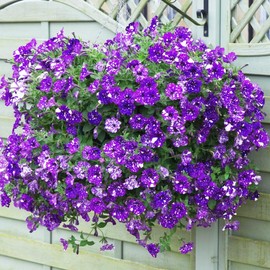 300+Night Sky Petunia Seeds for Planting-Dwarf Wave Petunia Flower Plant in Home Gardens