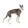 3 Point Harness Anti Pull Ideal for Libreles: Italian Greyhound