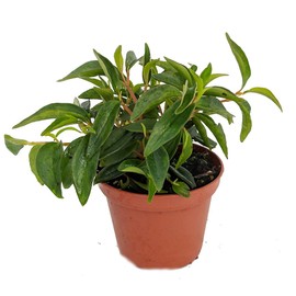 Canoe Bush Peperomia Plant - 2.5" Pot - Easy to Grow!