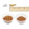 Exotic Nutrition Medium Live Mealworms (1/2") (2,000 Pack)