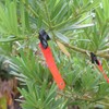 Hunting Accessories Reflective Trail Markers with Clips for Night-n-Day (Pack