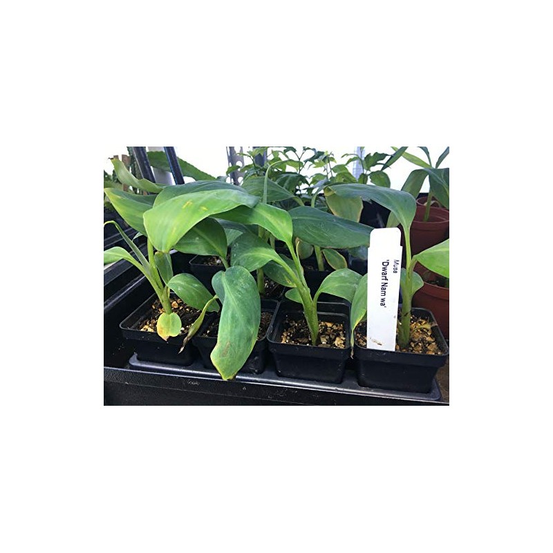 Pisang Awak aka Dwarf Namwah Cold Hardy Live Banana Plant