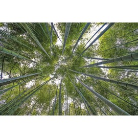 100 Rare Moso Bamboo Seeds - Exotic Garden Shade Plants, Fast Growing Trees for Privacy