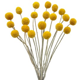 20PCS Natural Dried Flowers Craspedia Billy Balls Flowers Yellow 3cm Dried Craspedia Flowers Billy Buttons Floral Bouquet for Flower Arrangements Wedding Home Tall Vase Decor Fall Autumn