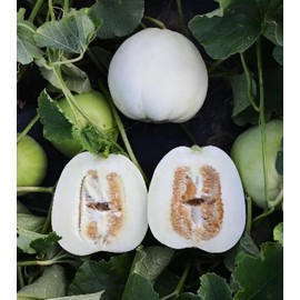 TomorrowSeeds - Bai Mibao Asian Melon Seeds - 45+ Count - for 2025 Planting White Thin-Wall Muskmelon Chinese Honeydew Oriental Sakata Cantaloupe Garden Asian Grow Your Own Home Farm Patio Healthy