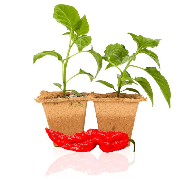 Pepper Joe’s Ghost Pepper Plants – 2 Live Hot Chili