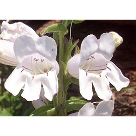 Beard's Tongue - Penstemon grandiflorus - 200 Seeds (Organically Grown)