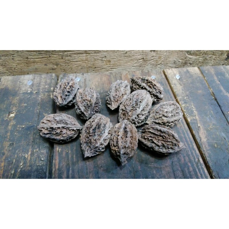 White 10 Butternut tree seeds (Juglans cinerea) aka White Walnut
