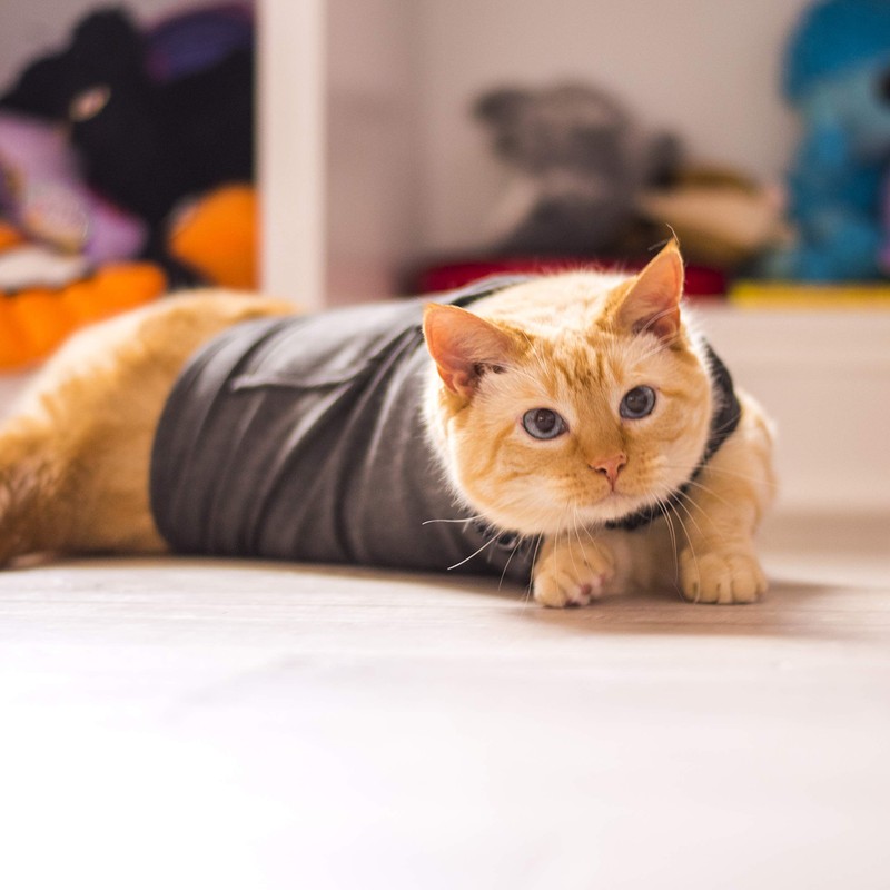 Thundershirt ThunderShirt for Cats