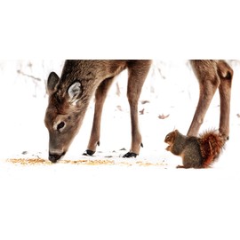 Cracked Corn Bird Feed Mix (10lb.)