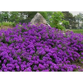 75+ Perennial Groundcover + Flower Seeds - Moss Verbena - "Violet"