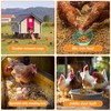 Herb and Flower Supplement for Backyard Chickens Natural Chicken Treats