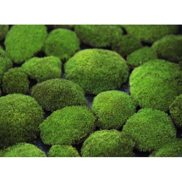 chromavogue Live Velvet Pillow Moss cushions SALE UPDATE! - 3,