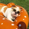 Swimline Giant Pretzel Swim Fun Inflatable Floating Seat, 1-Pack