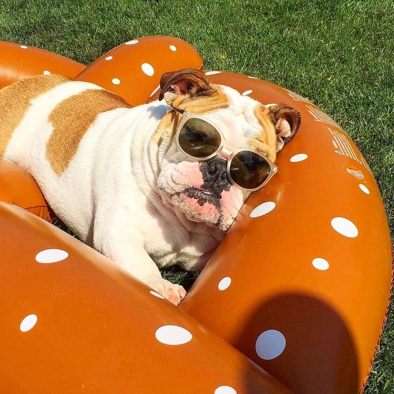 Swimline Giant Pretzel Swim Fun Inflatable Floating Seat, 1-Pack