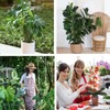 Plant Support Stakes for Climbing Plants, Stackable, Indoor Outdoor Use,