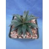 Crazy H Cactus "Bella" Mangave 3"+ STARTER Plant Agave &