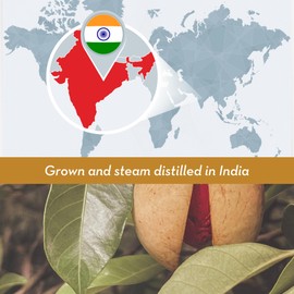 DIYBeauty Nutmeg Essential Oil - 4 Fl Oz Bottle - 100% Pure & Undiluted Aceite de Nuez Moscada - Steam Distilled from The Seeds of The Nutmeg Tree