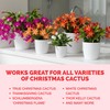 Christmas Cactus Fertilizer – Liquid Plant Food for More Blooms,