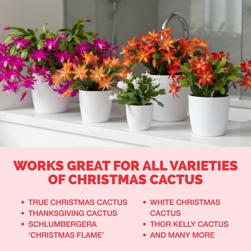 Christmas Cactus Fertilizer – Liquid Plant Food for More Blooms,
