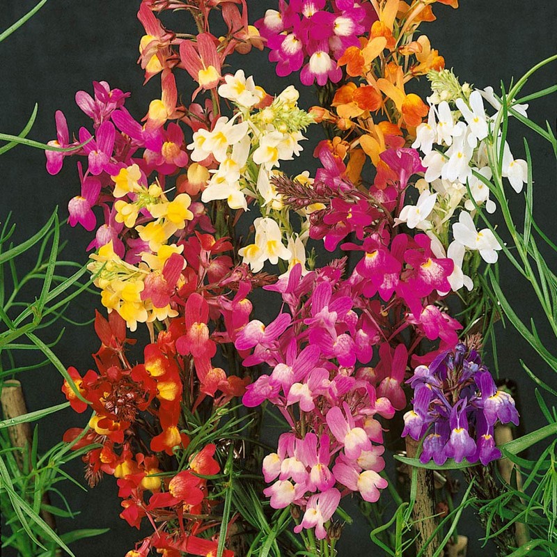 Outsidepride Toadflax - 5000 Seeds
