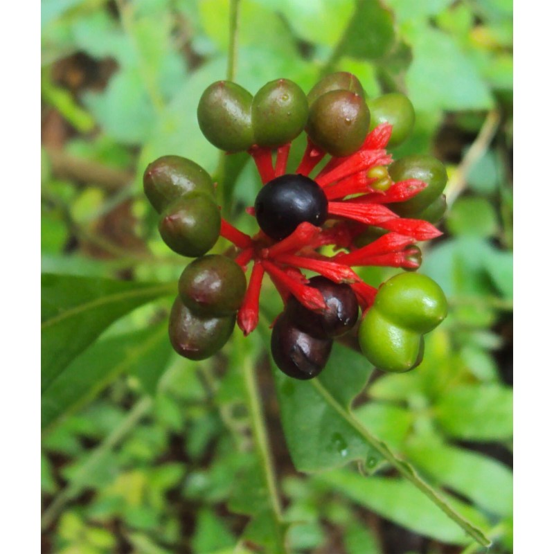 Buy Rare Seeds Rauvolfia serpentina | Indian Snakeroot | Devil