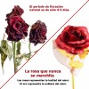 Rosas Bañadas En Oro 24 Quilates,regalo Día De San Valentín