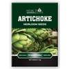 Artichoke Seeds for Planting, Green Globe Artichoke Seeds, High Germination