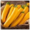 Everwilde Farms - 1 Lb Golden Zucchini Summer Squash Seeds