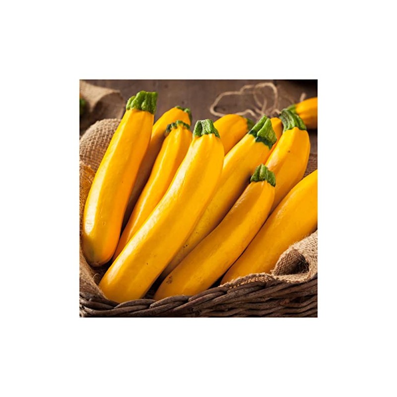 Everwilde Farms - 1 Lb Golden Zucchini Summer Squash Seeds