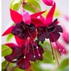 Mixed 100 Seeds Fuchsia Flower Seeds Perennial Home Bonsai