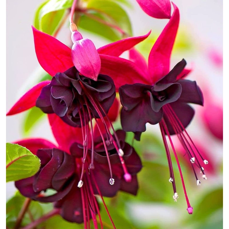 Mixed 100 Seeds Fuchsia Flower Seeds Perennial Home Bonsai