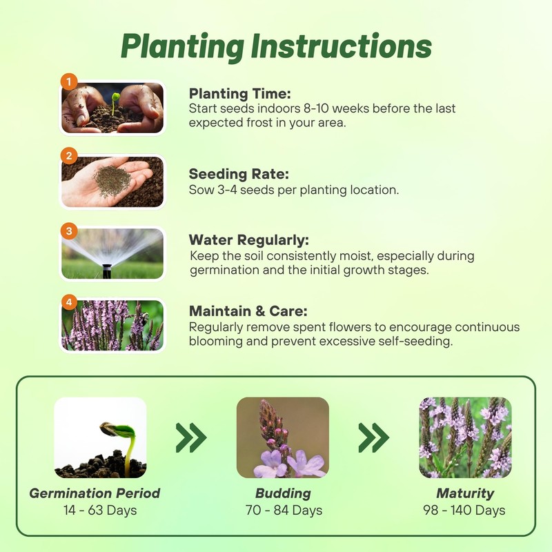 Outsidepride Common Verbena Seeds for Planting - 2000 Pcs. Annual,