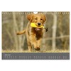 Chesley Kleiner Hund grosse Abenteuer (Wandkalender 2026 DIN A4 quer),
