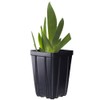 Immortality Bearded Iris Plant Potted - Repeat Blooms Fragrant White