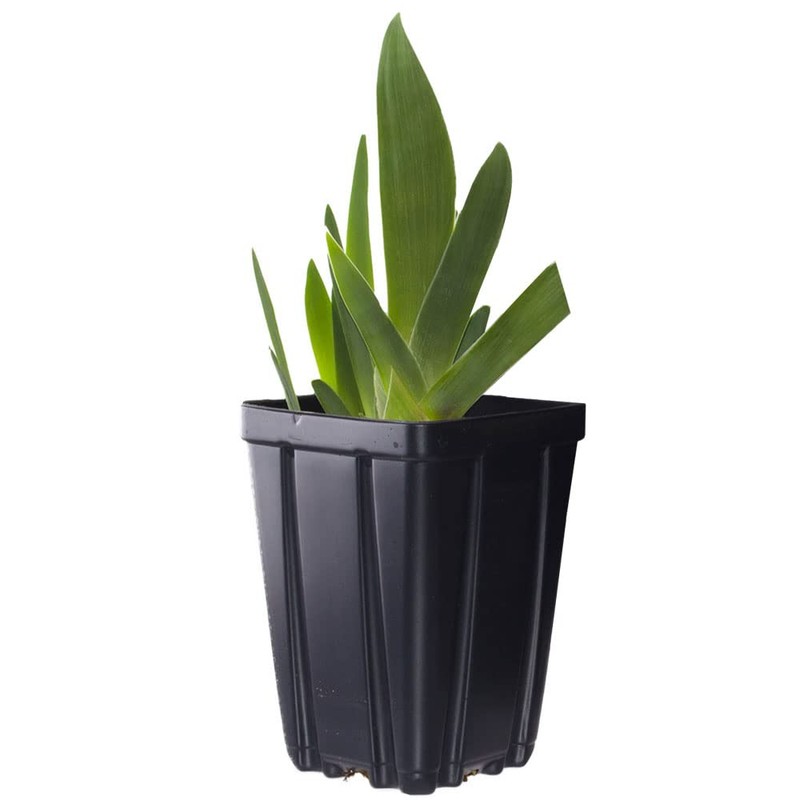 Immortality Bearded Iris Plant Potted - Repeat Blooms Fragrant White