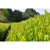Haruna Koubou Yame Tea Green Tea Haruna Ichiban Tea, Naturally