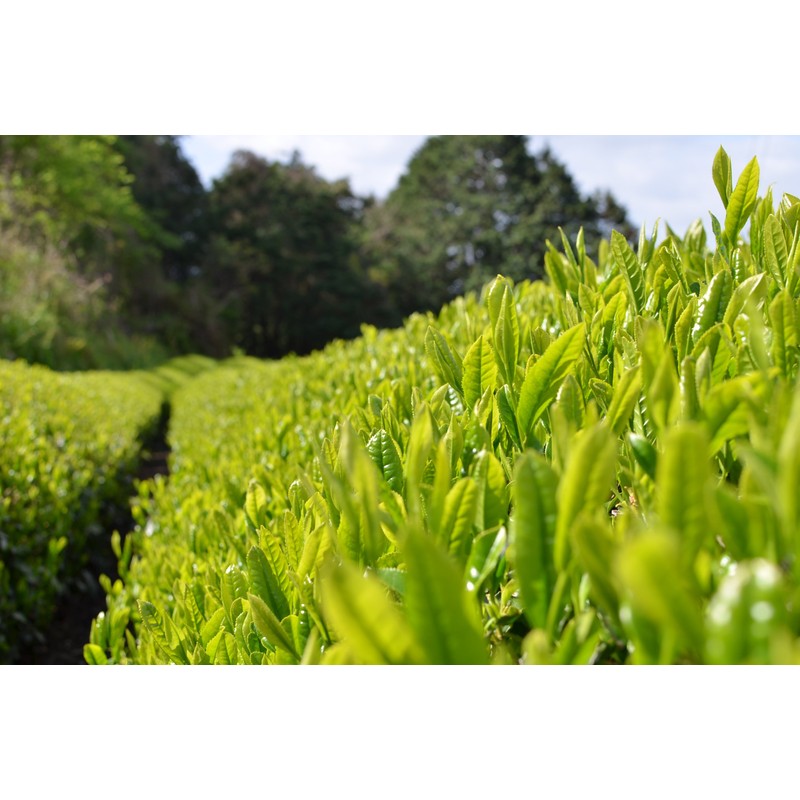 Haruna Koubou Yame Tea Green Tea Haruna Ichiban Tea, Naturally