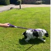 Dog Lead With Shock Absorbing Bungee Cord Training Walking Leash